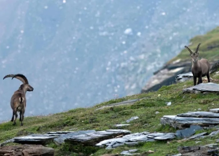 Casa Cuschina - Mit Sauna In Der Schoenen Surselva * Dardin